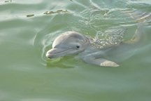 Windley - The Bottlenose Dolphin