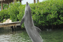 Aleta - The Bottlenose Dolphin