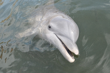 Diva - The Bottlenose Dolphin