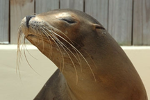 Karen - The California Sea Lion