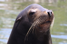 Kilo - The California Sea Lion