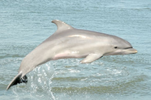 Delta - The Bottlenose Dolphin