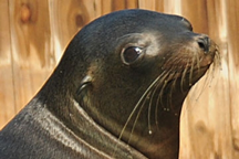 Lina - The California Sea Lion