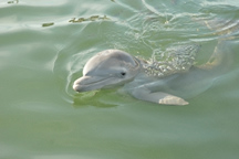 Windley - The Bottlenose Dolphin